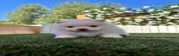 Pomerania perros en venta: POMERANIA - Anuncio 9
