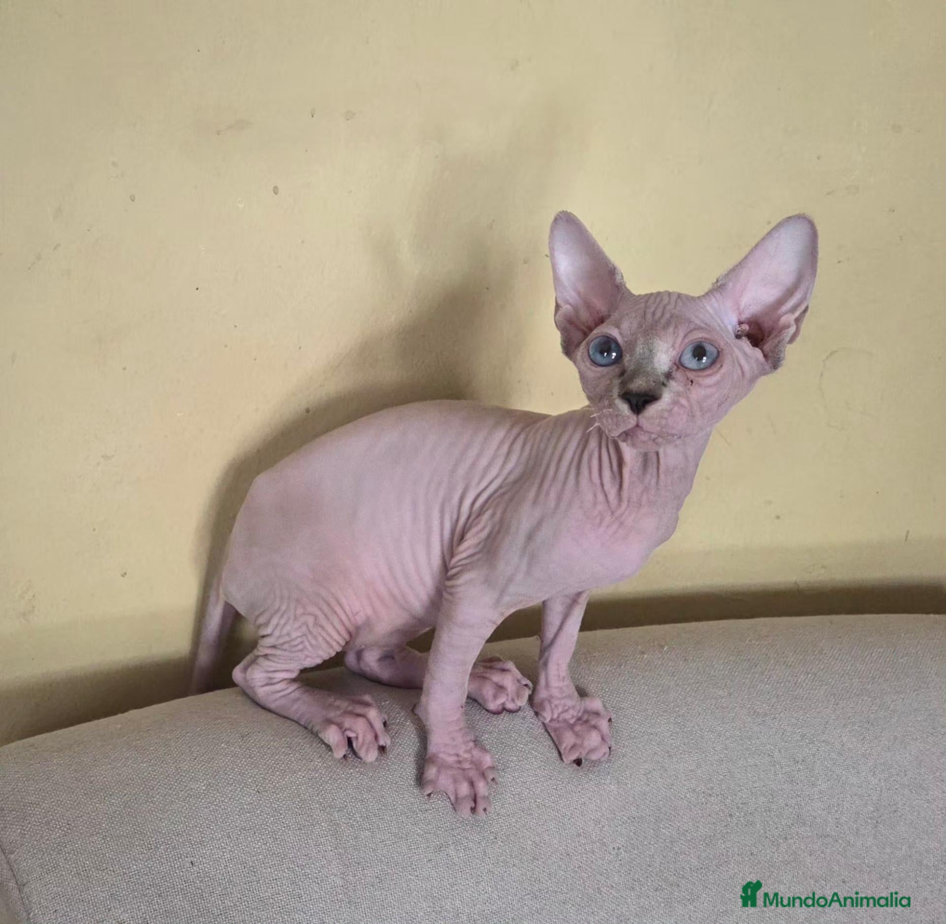 Sphynx gatos Gatita sphinx  - Anuncio 1