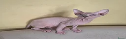 Sphynx gatos en venta: Gatita sphinx  - Anuncio 1
