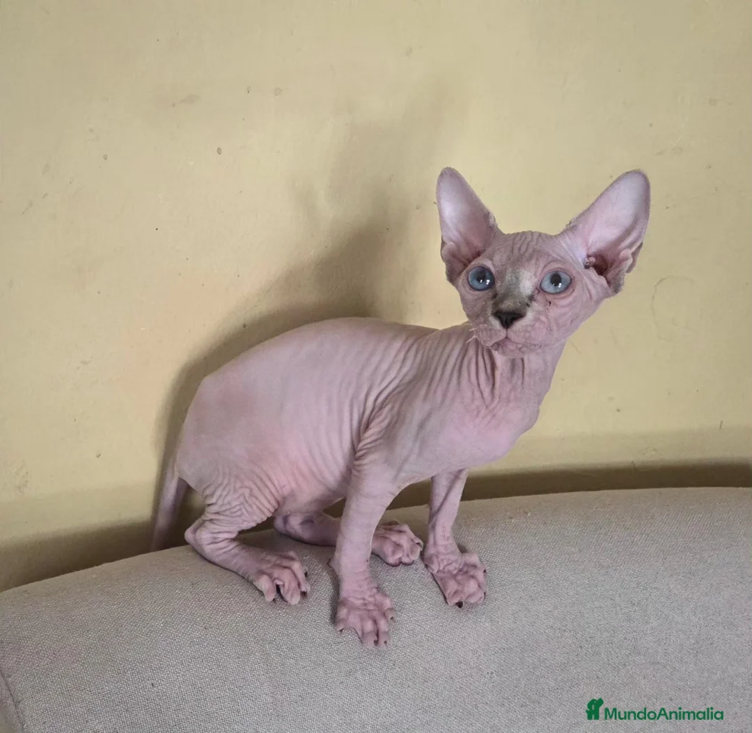 Sphynx gatos en venta: Gatita sphinx  - Anuncio 1