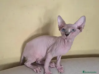 Sphynx gatos Gatita sphinx - Anuncio 1