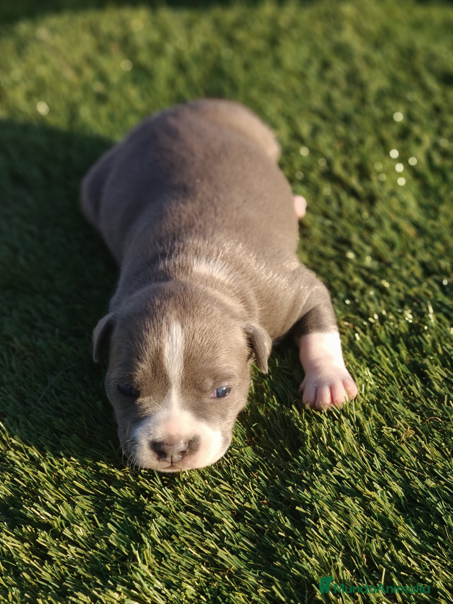 American Staffordshire-Terrier perros PEDIGREE AMERICAN STAFFORDSHIRE TERRIER BLUE  - Anuncio 2