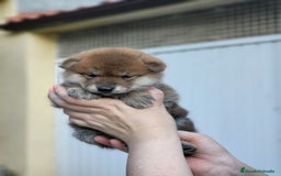 Shiba Inu perros en venta: Cachorros  - Imagen 5