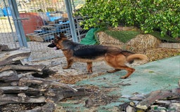 Pastor Alemán perros en venta: Espectacular hembra de pastor alemán - Imagen 1