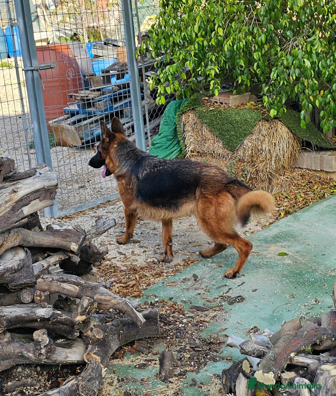 Pastor Alemán perros en venta: Espectacular hembra de pastor alemán - Imagen 1