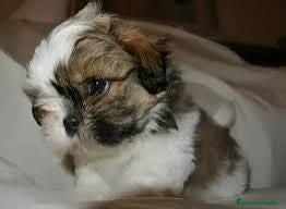 Shih Tzu perros shih tzu - Anuncio 1
