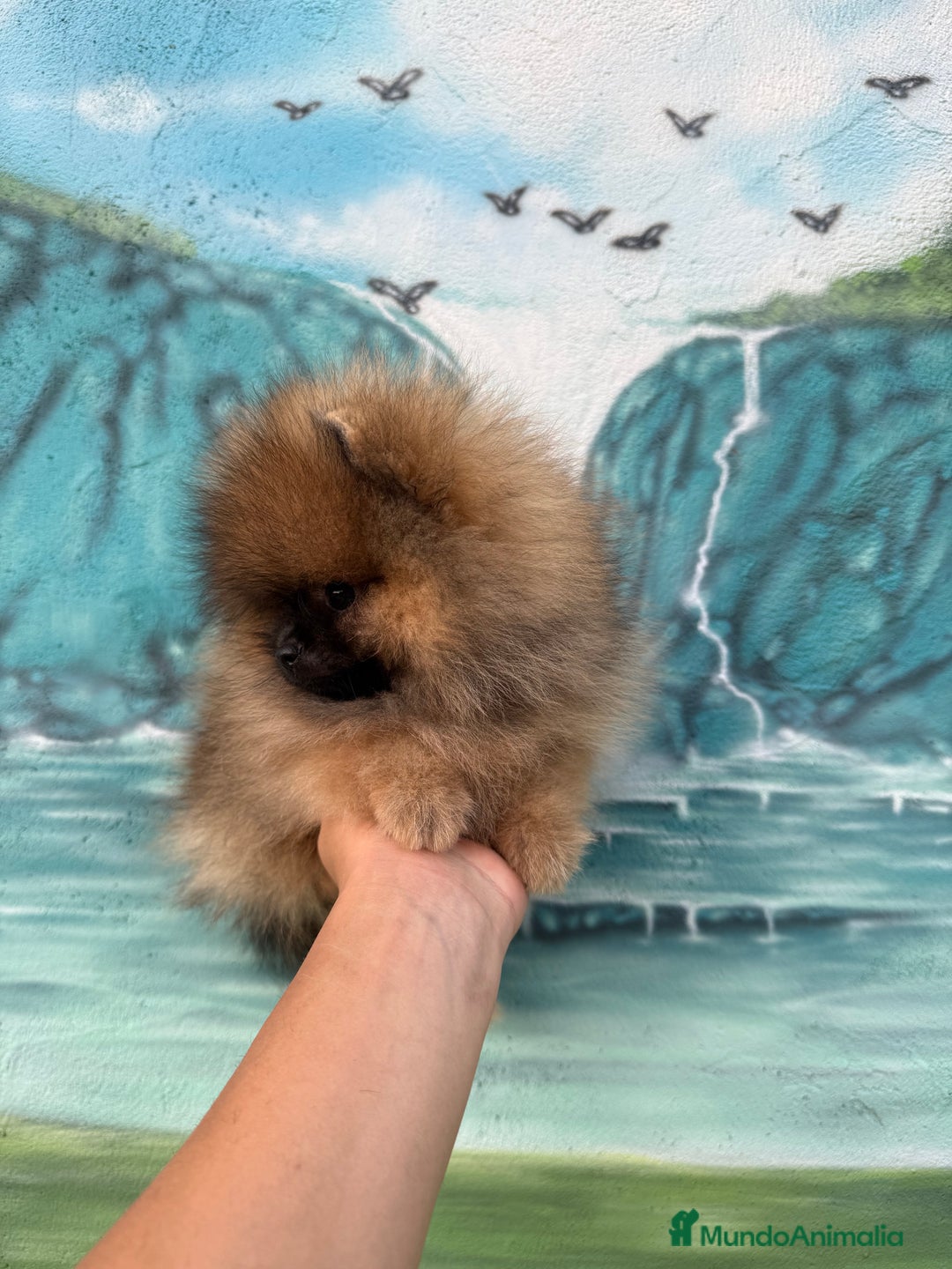 Pomerania perros en venta: Pomerania Toy - Imagen 1