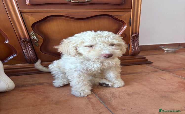 Perro de Agua Español perros - Anuncio 1