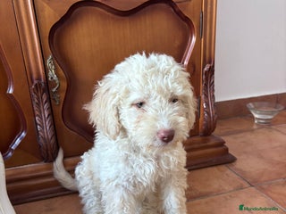 Perro de Agua Español perros - Anuncio 1