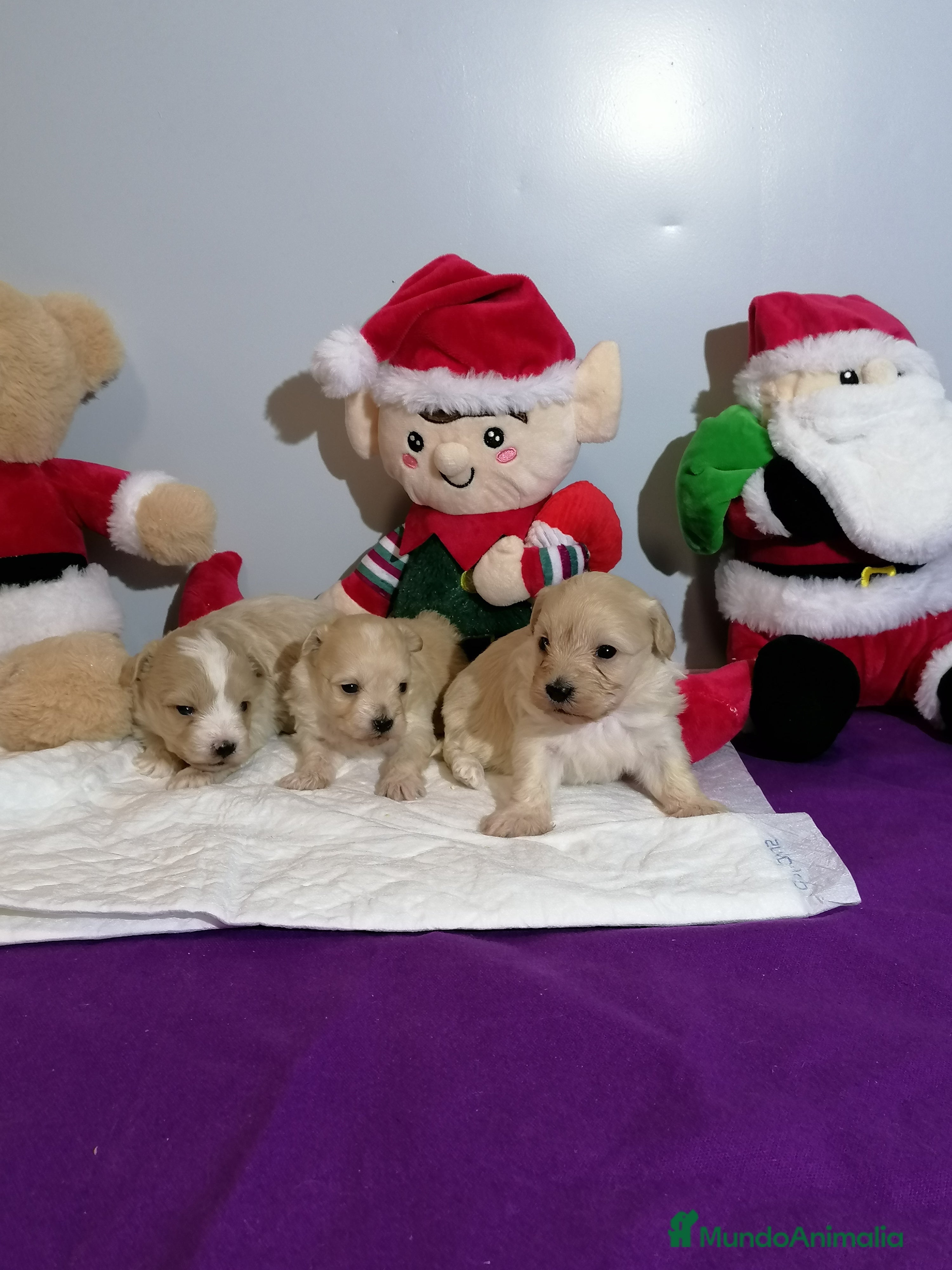 Maltipoo perros Maltipoo  - Anuncio 34