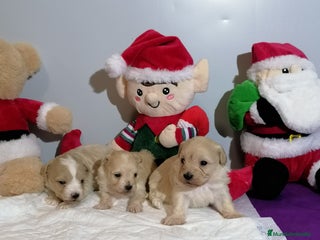 Maltipoo perros Maltipoo - Anuncio 1