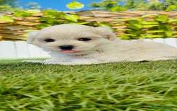 Bichón Maltés perros en venta: BICHÓN MALTÉS HEMBRA - Imagen 11
