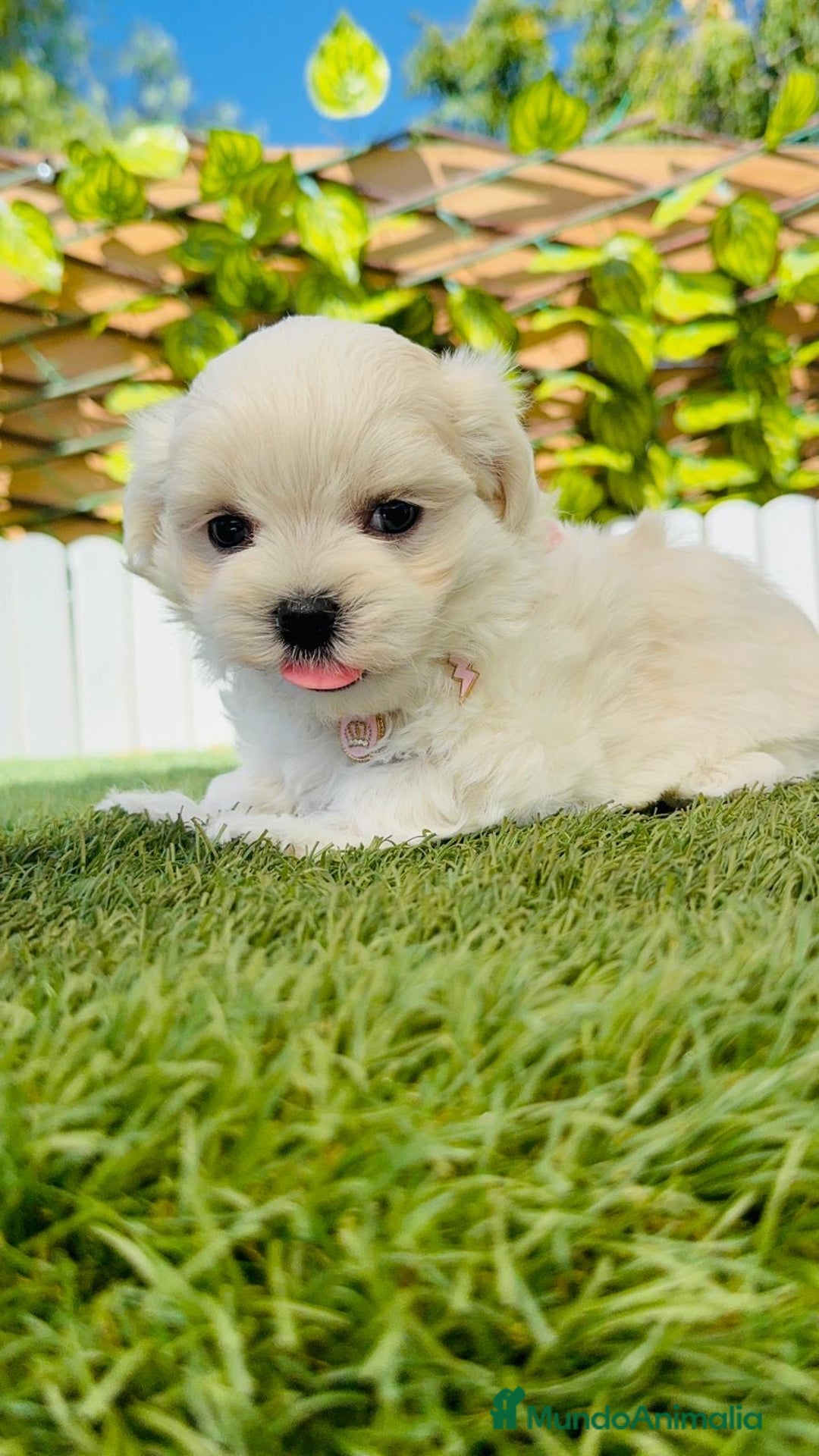 Bichón Maltés perros en venta: BICHÓN MALTÉS HEMBRA - Imagen 11