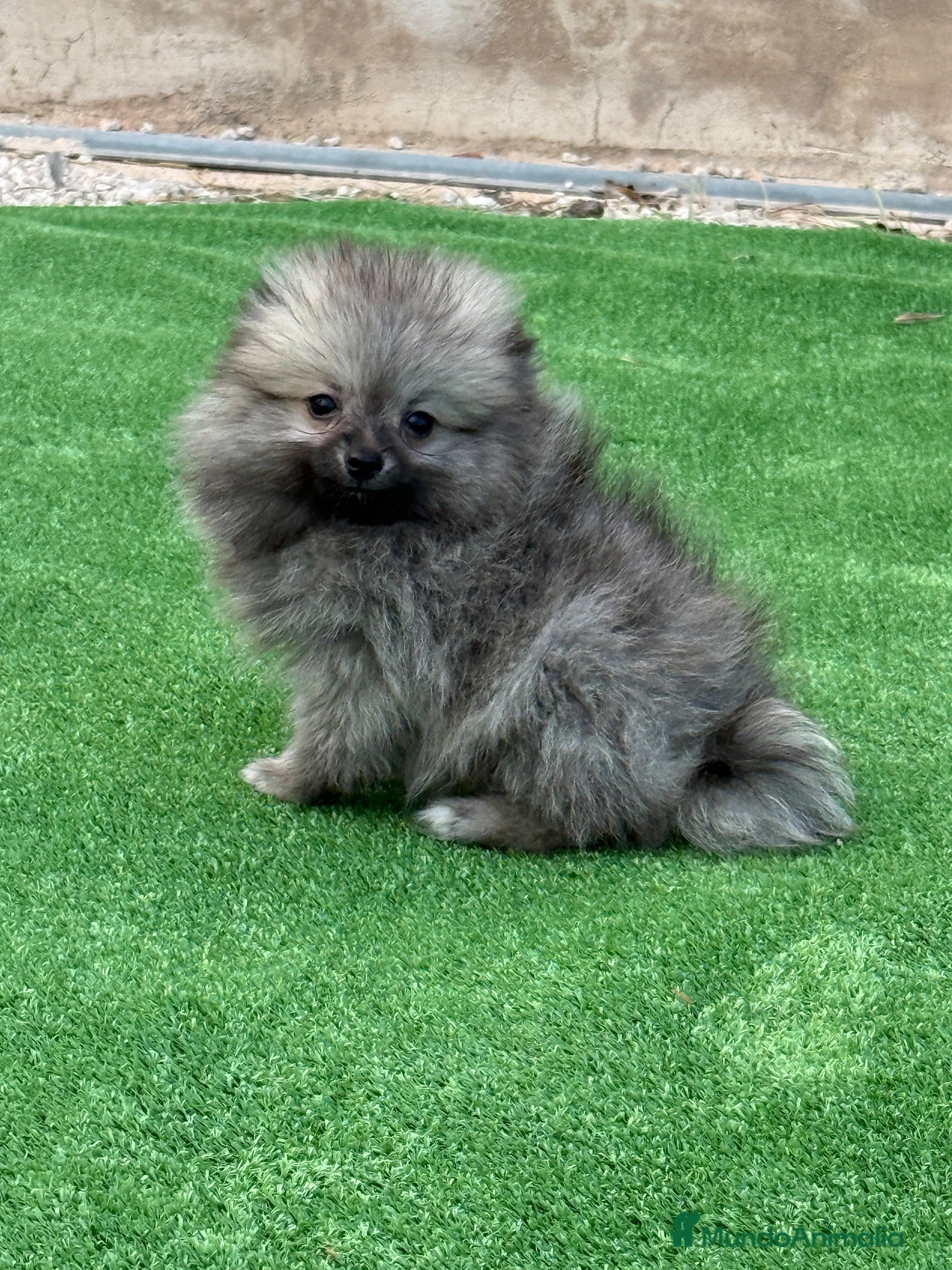 Pomerania perros Cachorritos Pomerania - Anuncio 29