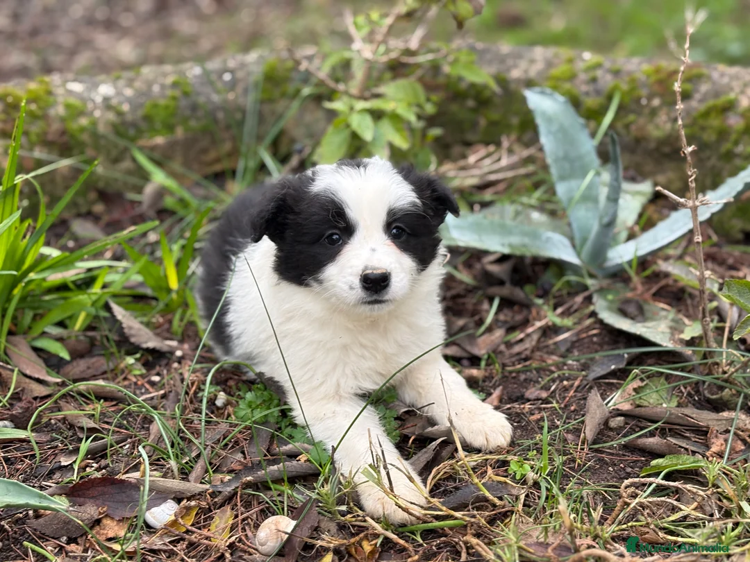 Border Collie perros en venta: 🐾 Preciosos Border Collie con pedigree 🐾 - Anuncio 6