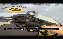 Bulldog Francés perros en venta: Bulldog francés atigrado  - Imagen 2