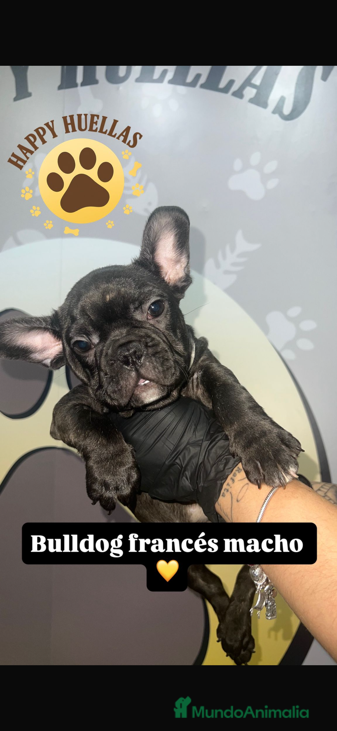Bulldog Francés perros en venta: Bulldog francés atigrado  - Imagen 2