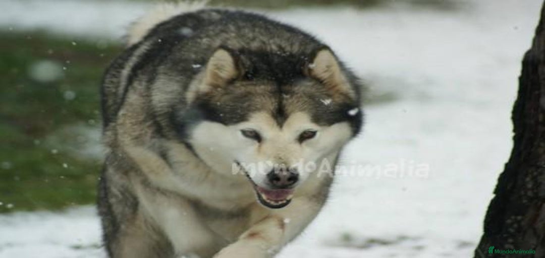 Imagen de galería {{count}}