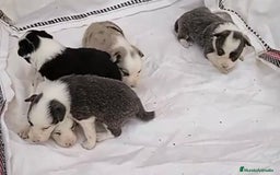 Border Collie perros en venta: Border collie hembras merle - Imagen 5