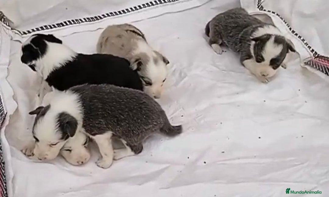 Border Collie perros en venta: Border collie hembras merle - Imagen 5
