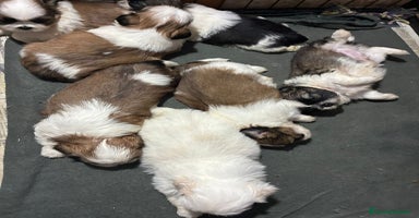 Shih Tzu perros - Anuncio 6