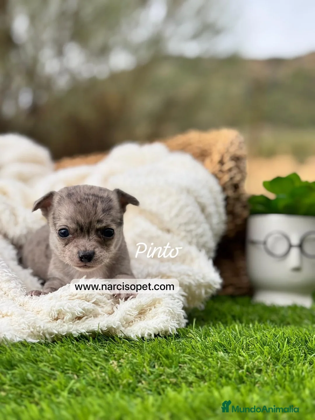 Chihuahua perros en venta: CHIHUAHUA MERLE - Anuncio 1