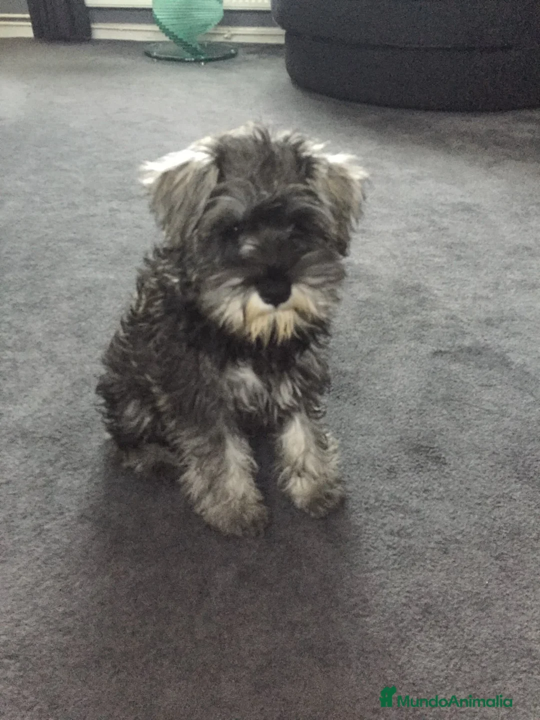 Schnauzer Miniatura perros en venta: Schnauzer miniatura sal y pimienta  - Anuncio 2