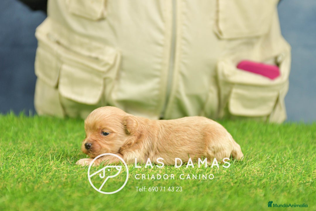 Maltipoo perros en venta: Cachorros de maltipoo disponibles. - Anuncio 1