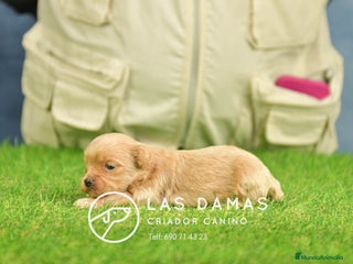 Maltipoo perros Cachorros de maltipoo disponibles. - Anuncio 1