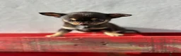Chihuahua perros en venta: Chihuahua mini - Anuncio 2