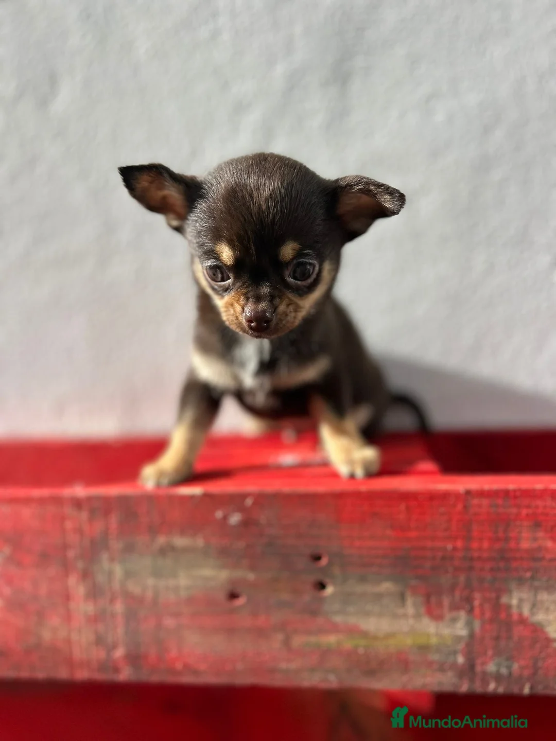 Chihuahua perros en venta: Chihuahua mini - Anuncio 2
