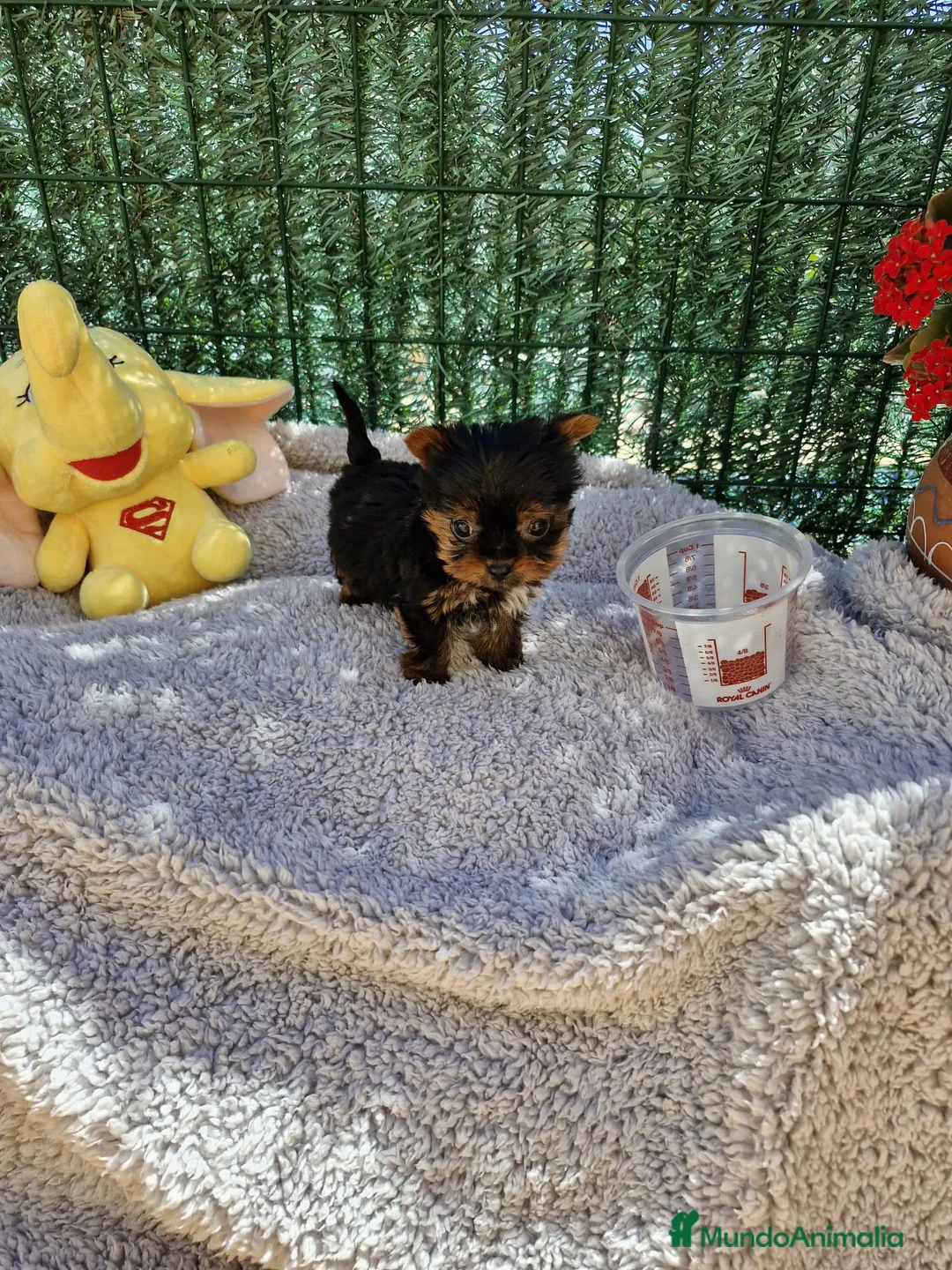 Yorkshire Terrier perros en venta: Yorkshire toy en Barcelona - Anuncio 4