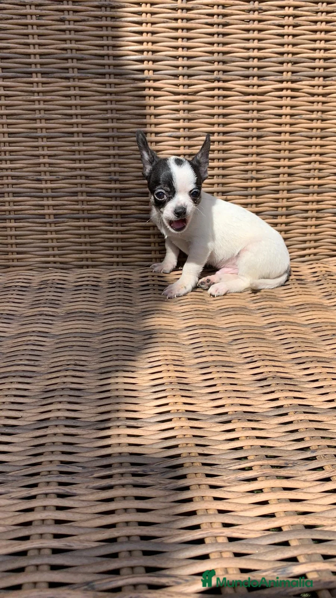 Chihuahua perros en venta: Chihuahuas  en Illes Balears - Anuncio 18