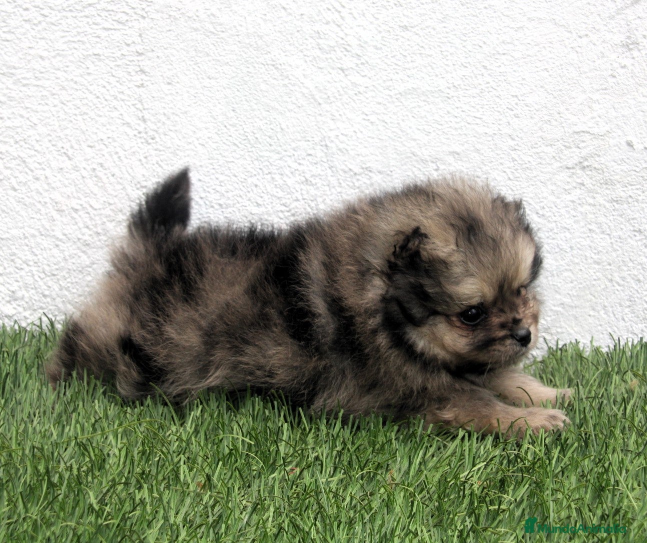 Pomerania perros Pomerania - Anuncio 1