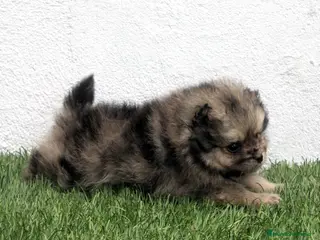 Pomerania perros Pomerania - Anuncio 5