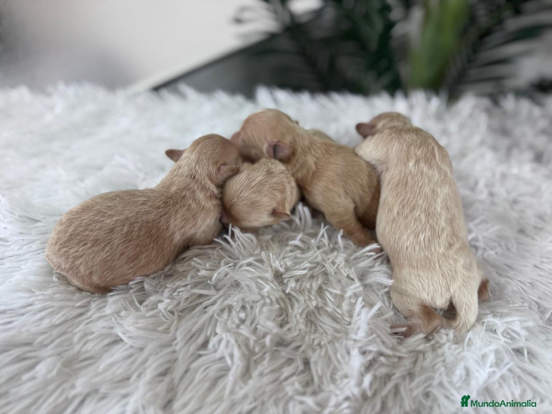 Maltipoo perros en venta: MALTIPOO MACHOS - Imagen 7