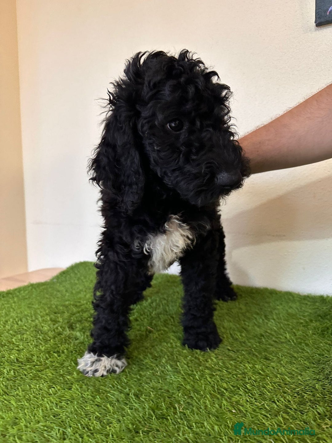 Caniche Gigante perros en venta: Caniches gigantes  - Anuncio 8