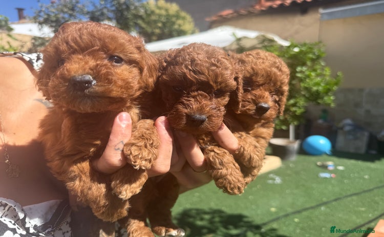 Caniche Toy perros - Propaganda 16