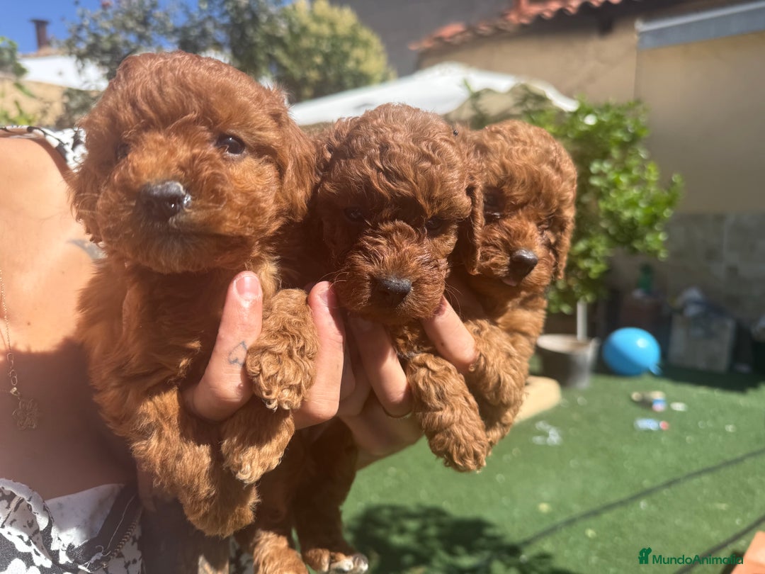 Caniche Toy perros en venta: Caniches toy  - Imagen 1
