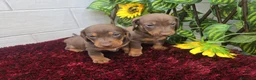 Teckel Miniatura perros en venta: Teckel Miniatura - Anuncio 13