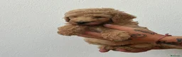 Caniche Gigante perros en venta: Caniche gigante  - Anuncio 3