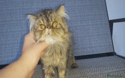 Persa gatos en venta: Machito Persa - Imagen 3