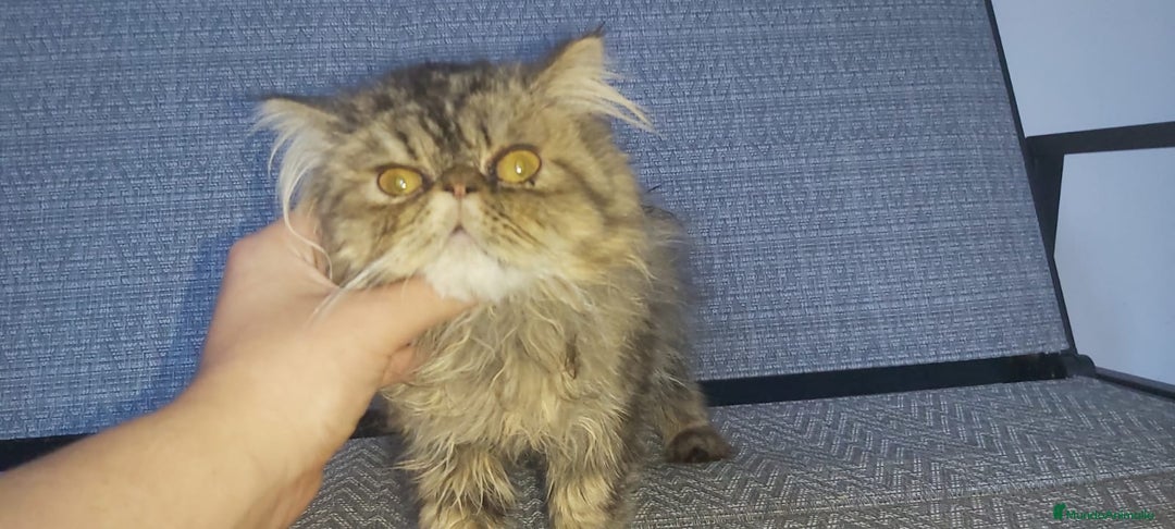 Persa gatos en venta: Machito Persa - Imagen 3