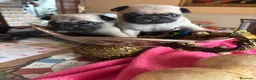 Carlino - Pug perros en venta: Cachorros de carlino  - Anuncio 10