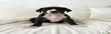 Dogo Alemán Cachorro 2