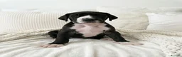 Dogo Alemán perros en venta: Camada de dogo alemán  - Anuncio 7