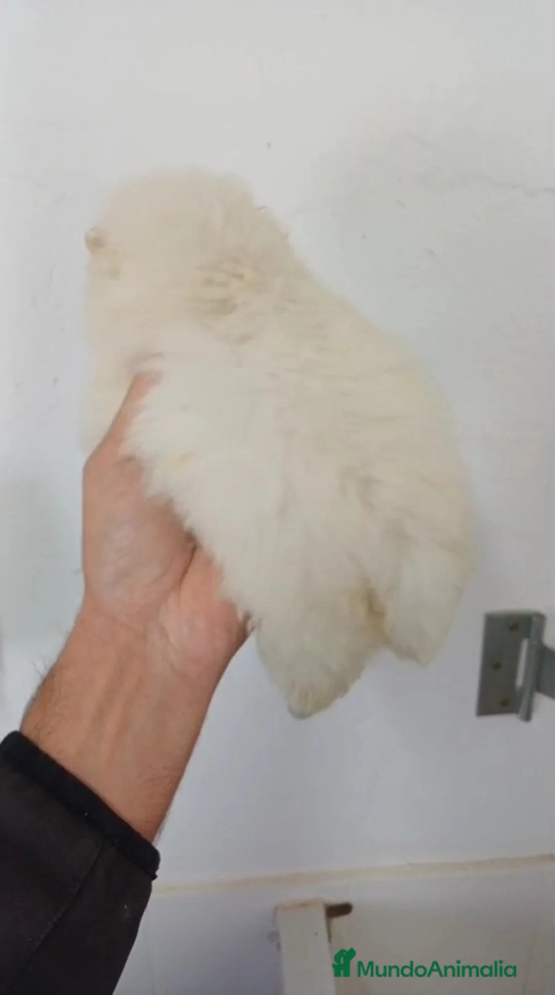 Pomerania perros en venta: Pomerania Mini  - Anuncio 3