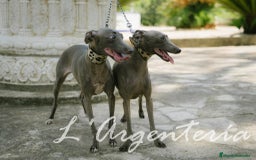 Pequeño Lebrel Italiano perros en venta: camada de piccolo lebrel italiano  - Imagen 16