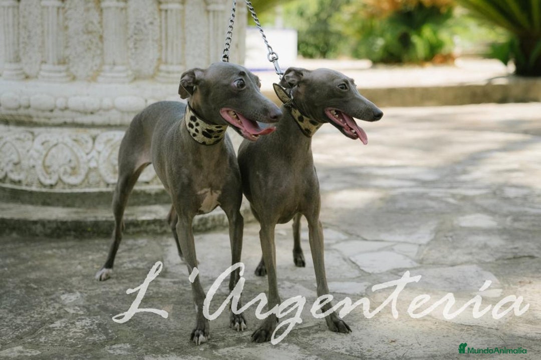 Pequeño Lebrel Italiano perros en venta: camada de piccolo lebrel italiano  - Imagen 16