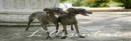 Pequeño Lebrel Italiano perros en venta: camada de piccolo lebrel italiano  - Anuncio 16